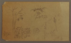 Botanische Skizzen, Juli 1865