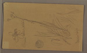 Botanische Skizzen mit Pflanzendetails, Jamaika, Juli 1865 von Frederic Edwin Church