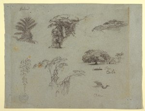 Botanische Skizzen aus Südamerika: eine Palme, Baumgruppen, hängende Zweige, ein großer Baum neben einem Haus und ein fliegender Kranich, 1853, wahrscheinlich Mai