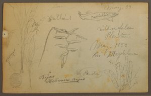 Botanische Skizzen vom Rio Magdalena, Kolumbien, Mai 1853 von Frederic Edwin Church