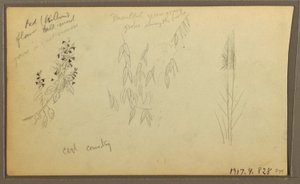 Botanische Skizzen, Haus; botanische Skizzen, 1857 von Frederic Edwin Church