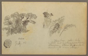 Zeichnung, Botanische Studien aus Kolumbien, Juli 1853