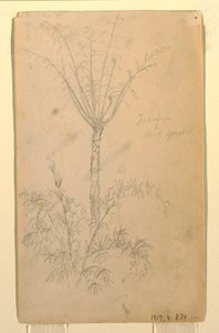 Zeichnung, Botanische Studien eines Baumes, Mai–Juni 1857 von Frederic Edwin Church