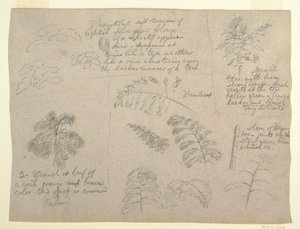 Zeichnung, Botanische Studien, gesehen vom Rio Magdalena, Kolumbien, 1853