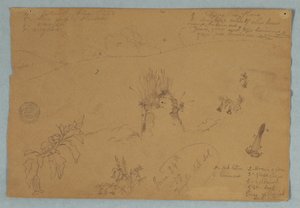 Zeichnung. Botanische und Wolkenskizzen in der Nähe von Quito, Ecuador von Frederic Edwin Church