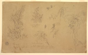 Botanische Skizzen, "nahe Jorje", 23. Juli 1857 von Frederic Edwin Church