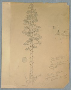 Zeichnung, Jahrhundertpflanze, Agave Americana, Jamaika, 14. Juni 1865 von Frederic Edwin Church