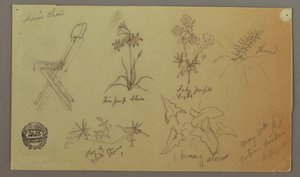 Zeichnung, Stuhl- und Pflanzenstudien, 15. Mai 1868