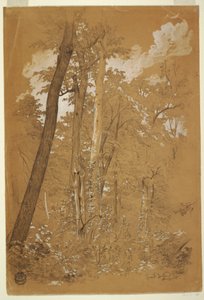Zeichnung, Kastanienbäume auf Goat Island, Niagara River, New York, August 1858 von Frederic Edwin Church