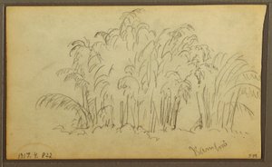 Zeichnung, Kühe in Landschaft; Rückseite: Bambus, 1857