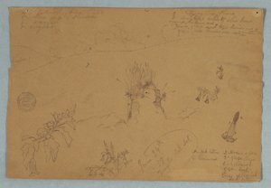 Zeichnung. Botanische und Wolkenskizzen in der Nähe von Quito, Ecuador, 24. Juni 1857 von Frederic Edwin Church