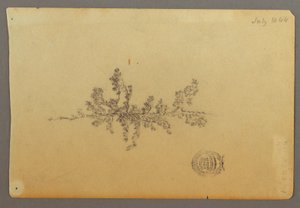 Zeichnung, Immergrüner Baum, 1844