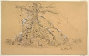 Königssee Baum, 16. Juli 1868