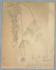 Kleine Fächerpalme, Jamaika, 14. Juni 1865