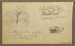 Zeichnung, Straßenecke in Guaquil, Ecuador; Verso: Botanische Skizzen, Haus, Ecuador oder Kolumbien, 1857