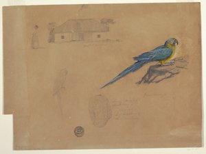 Studien von Guaccamaya, Bogotá, Kolumbien, Juni–Juli 1853