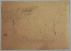 Studie von zwei Bäumen und drei Pflanzen, in der Nähe von Jorje, Ecuador, 23. Juli 1857