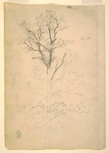 Baum, September 1844 von Frederic Edwin Church