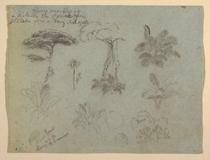 Zeichnung, Baumstudien vom Rio Magdalena aus gesehen, Kolumbien, 1853