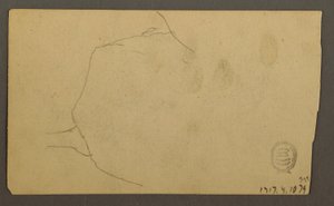 Zeichnung, Baumwurzeln über einen Felsen wachsend (Turner Mountain), 1877