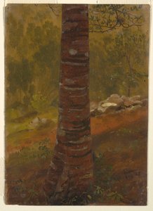 Zeichnung, Baumstamm, Mai 1865