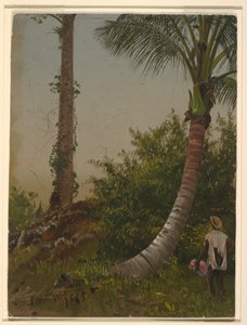 Bäume in Jamaika, Westindische Inseln, 1865 von Frederic Edwin Church