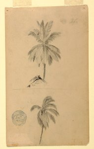 Zeichnungen. Zwei Skizzen. Palmen. von Frederic Edwin Church