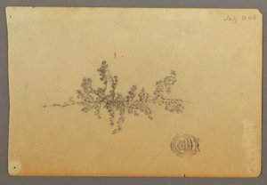 Immergrüner Baum von Frederic Edwin Church