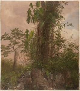 Feigenbaum und Wilder Philodendron