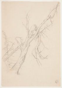 Knotiger toter Baum von Frederic Edwin Church