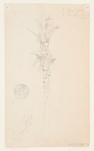 Blätter und Stamm einer Palme, Aspinwall, Panama