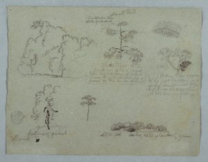 Naturstudien einschließlich eines Kandelaberbaums mit einem Faultier, Rio Magdalena, Kolumbien