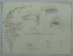 Studien vom Rio Magdalena, Kolumbien: Baumwipfel, fliegender weißer Vogel, Ranken und drei blühende Pflanzen