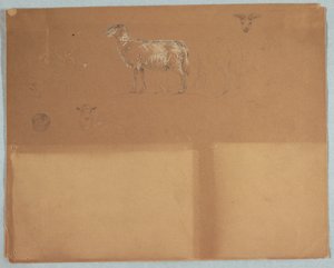 Studien von Schafen, Ecuador oder Kolumbien