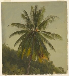 Studie einer Palme, Jamaika