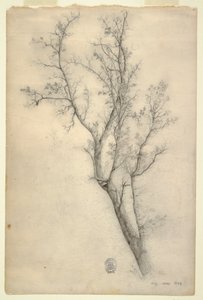 Baum mit vielen Ästen von Frederic Edwin Church