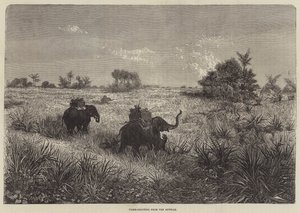 Indien und der Prinz von Wales, Tigerjagd vom Howdah aus von Frederic Theodore Lix