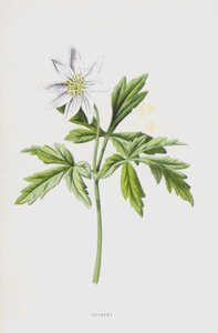 Anemone von Frederick Edward Hulme