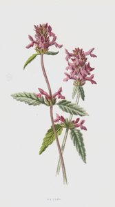 Betonie von Frederick Edward Hulme