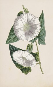 Winde von Frederick Edward Hulme