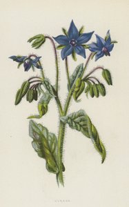 Borretsch