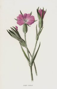 Kornrade von Frederick Edward Hulme