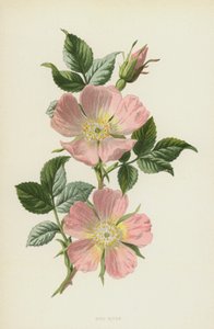 Hundsrose von Frederick Edward Hulme