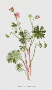 Taubenkropf-Leimkraut von Frederick Edward Hulme