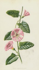 Acker-Winde von Frederick Edward Hulme
