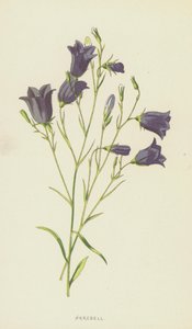 Glockenblume von Frederick Edward Hulme