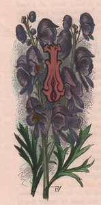 Buchstabe I, Initiale, Aquarellgravur, ca. 10x5 cm, von Frederick Edward Hulme aus 