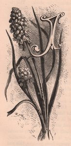 Buchstabe J, Initiale, Gravur, ca. 1880 von Frederick Edward Hulme