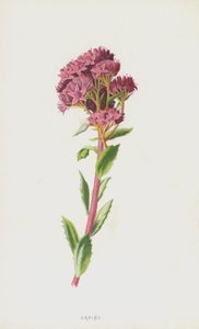 Fetthenne von Frederick Edward Hulme