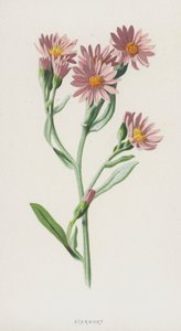 Sternkraut von Frederick Edward Hulme